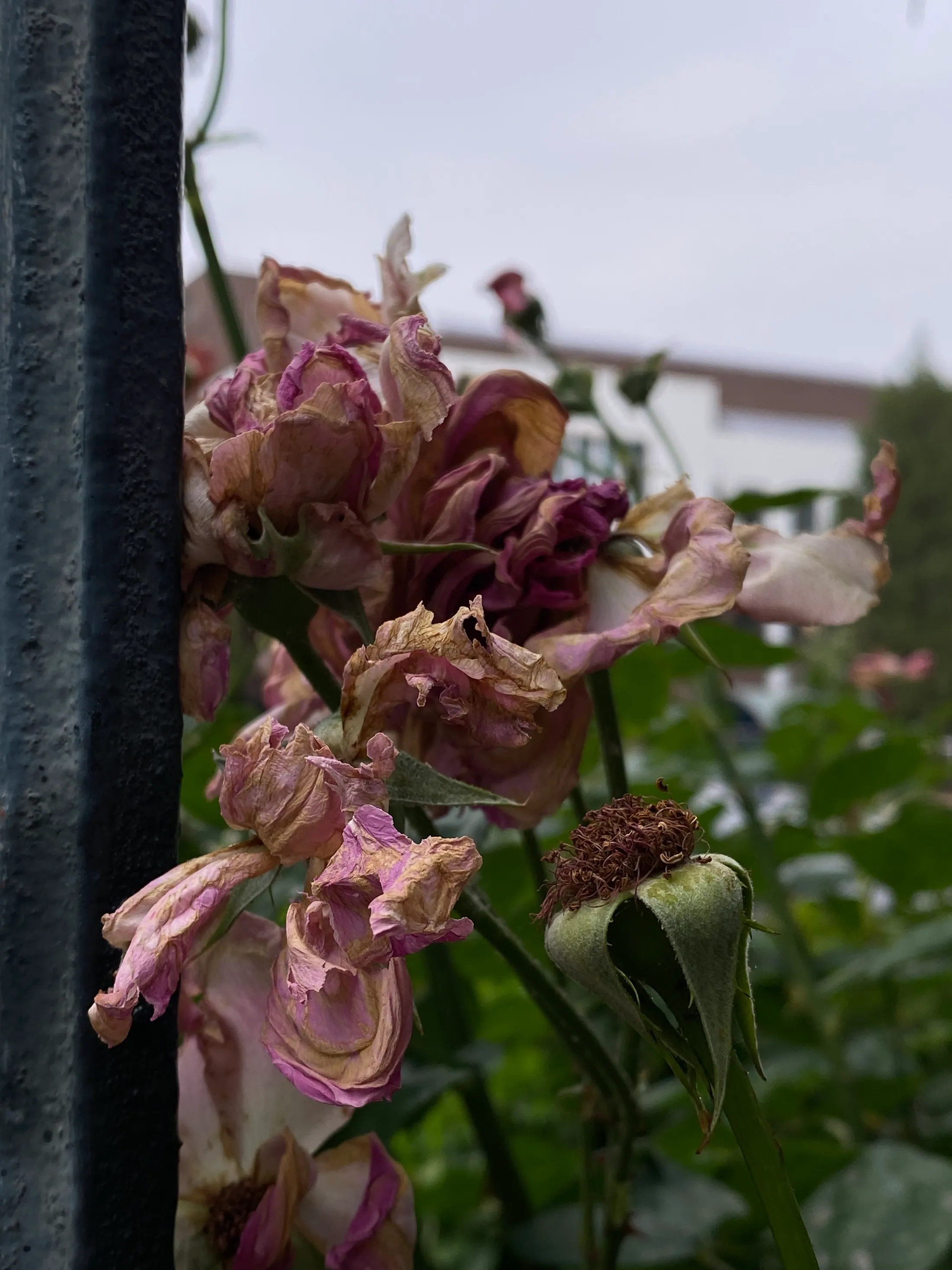 Withering pink roses close to a dark fence