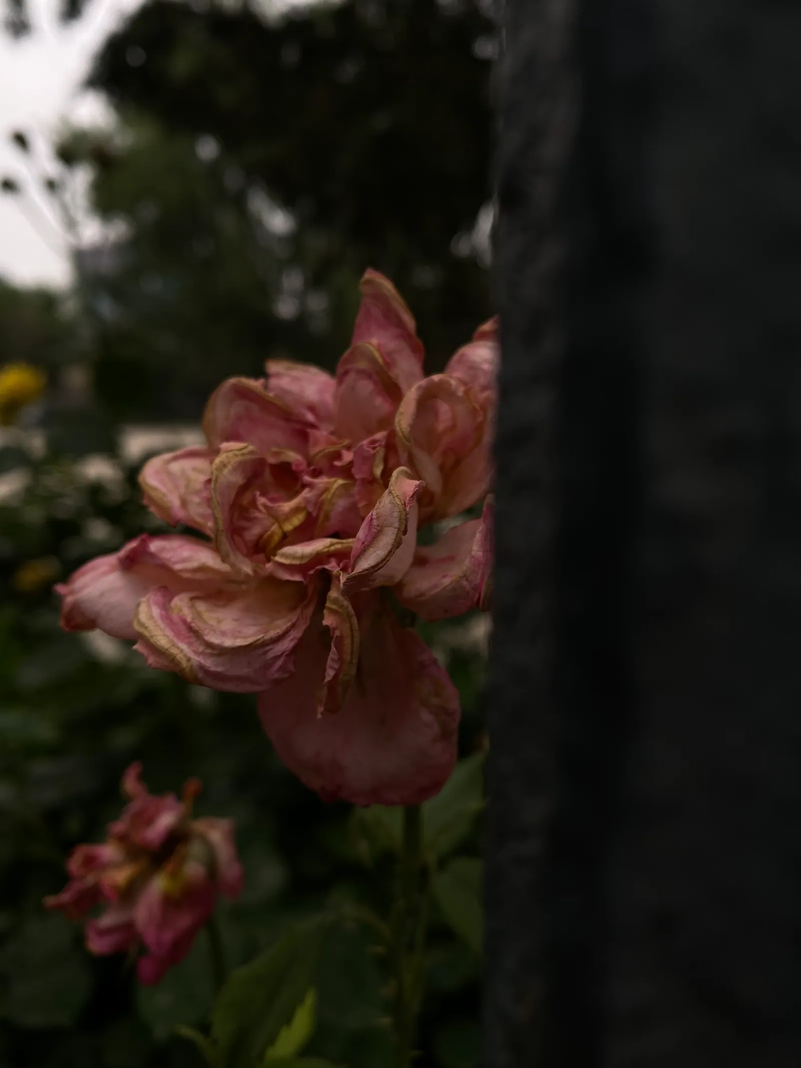 Flowers gathered in soft light