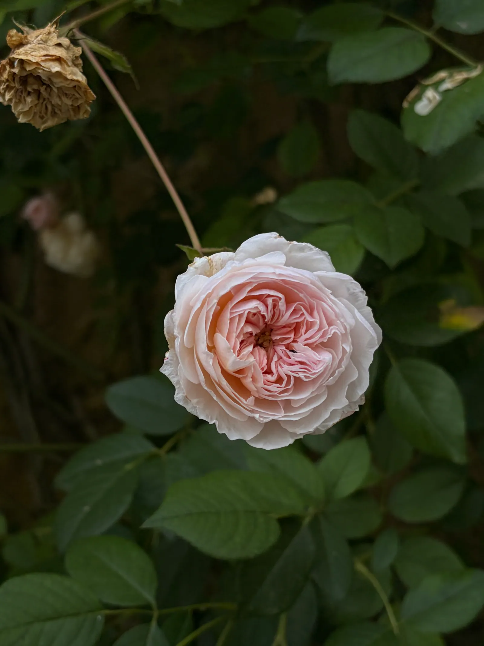 A flower study from the street